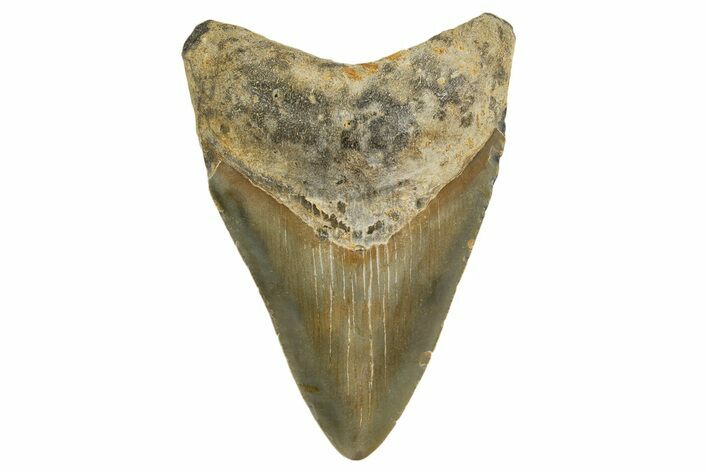 Serrated, Fossil Megalodon Tooth - North Carolina #331627